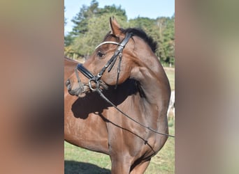 Altre razze, Giumenta, 6 Anni, 157 cm, Baio