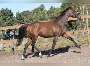 Altre razze, Giumenta, 6 Anni, 157 cm, Baio