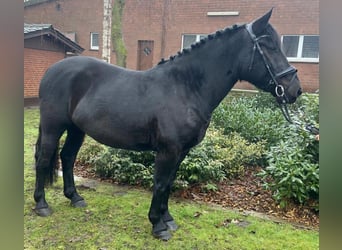 Altre razze, Giumenta, 6 Anni, 157 cm, Morello