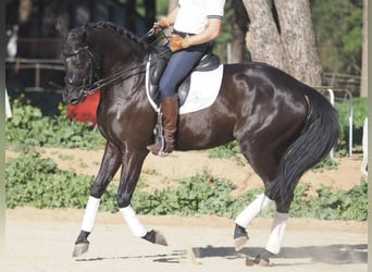 Altre razze, Giumenta, 6 Anni, 158 cm, Morello