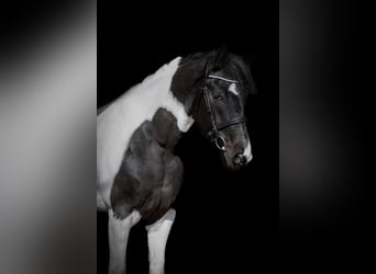 Altre razze, Giumenta, 6 Anni, 158 cm, Pezzato