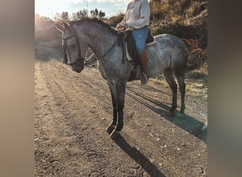 Altre razze, Giumenta, 6 Anni, 160 cm, Grigio