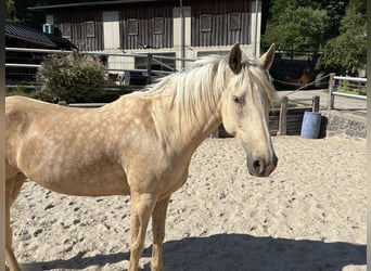 Altre razze, Giumenta, 6 Anni, 160 cm, Pearl