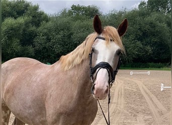 Altre razze, Giumenta, 6 Anni, 163 cm, Grigio rossastro