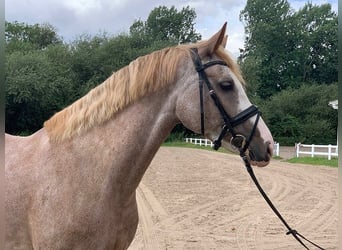 Altre razze, Giumenta, 6 Anni, 163 cm, Grigio rossastro