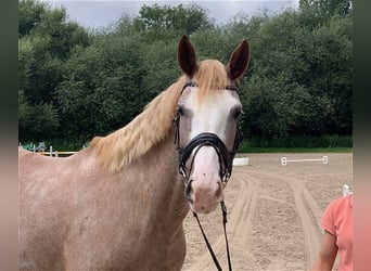 Altre razze, Giumenta, 6 Anni, 163 cm, Grigio rossastro