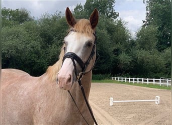 Altre razze, Giumenta, 6 Anni, 163 cm, Grigio rossastro