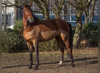 Altre razze, Giumenta, 6 Anni, 164 cm, Baio