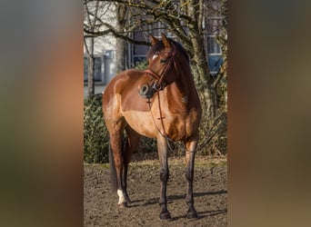 Altre razze, Giumenta, 6 Anni, 164 cm, Baio