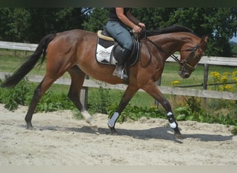 Altre razze, Giumenta, 6 Anni, 165 cm, Baio