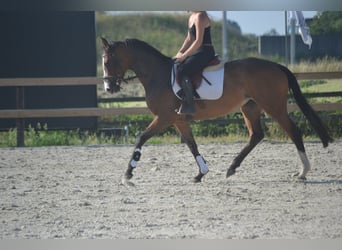 Altre razze, Giumenta, 6 Anni, 165 cm, Baio