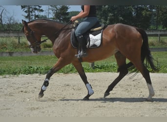 Altre razze, Giumenta, 6 Anni, 165 cm, Baio