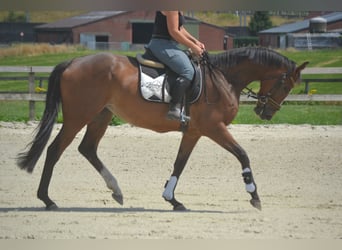 Altre razze, Giumenta, 6 Anni, 165 cm, Baio