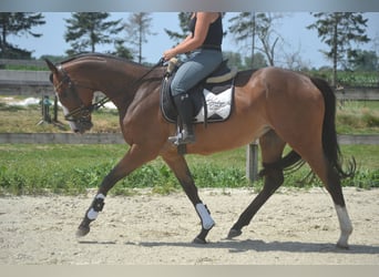 Altre razze, Giumenta, 6 Anni, 165 cm, Baio
