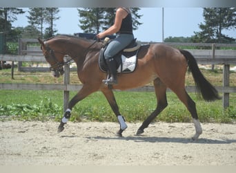 Altre razze, Giumenta, 6 Anni, 165 cm, Baio