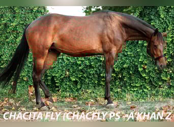 Altre razze, Giumenta, 6 Anni, 165 cm, Baio ciliegia