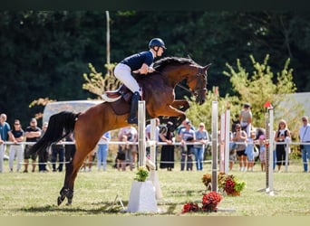 Altre razze, Giumenta, 6 Anni, 174 cm, Baio ciliegia