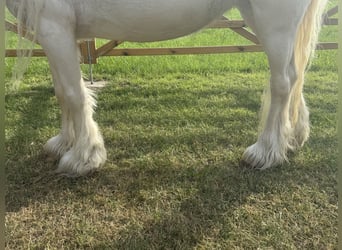 Altre razze, Giumenta, 7 Anni, 123 cm