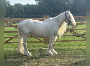 Altre razze, Giumenta, 7 Anni, 123 cm