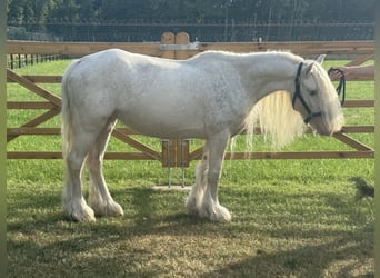 Altre razze, Giumenta, 7 Anni, 123 cm