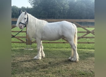Altre razze, Giumenta, 7 Anni, 123 cm