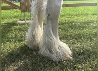 Altre razze, Giumenta, 7 Anni, 123 cm
