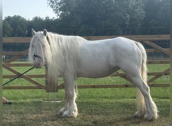 Altre razze, Giumenta, 7 Anni, 123 cm