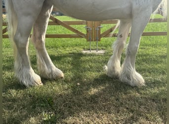 Altre razze, Giumenta, 7 Anni, 123 cm