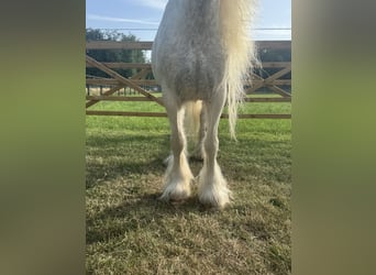 Altre razze, Giumenta, 7 Anni, 123 cm