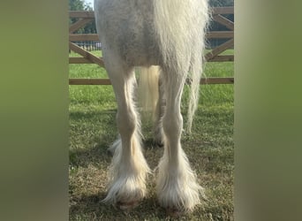 Altre razze, Giumenta, 7 Anni, 123 cm
