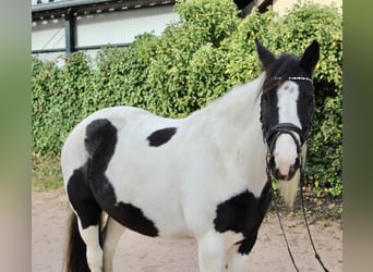 Altre razze, Giumenta, 7 Anni, 143 cm, Pezzato