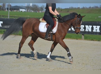 Altre razze, Giumenta, 7 Anni, 146 cm, Baio