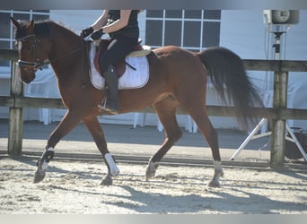 Altre razze, Giumenta, 7 Anni, 146 cm, Baio