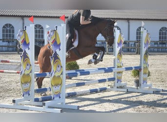 Altre razze, Giumenta, 7 Anni, 146 cm, Baio