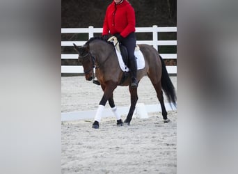 Altre razze, Giumenta, 7 Anni, 146 cm, Baio