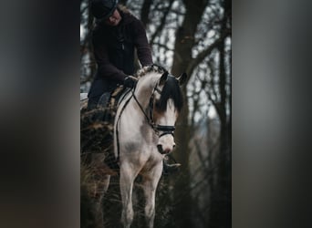 Altre razze, Giumenta, 7 Anni, 146 cm, Pezzato