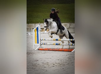 Altre razze, Giumenta, 7 Anni, 146 cm, Pezzato