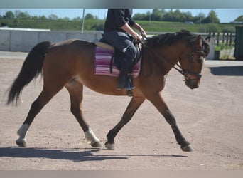 Altre razze, Giumenta, 7 Anni, 147 cm, Baio