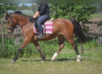 Altre razze, Giumenta, 7 Anni, 147 cm, Baio