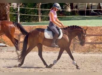 Altre razze, Giumenta, 7 Anni, 147 cm, Baio scuro
