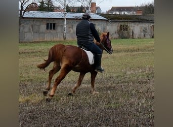 Altre razze, Giumenta, 7 Anni, 147 cm, Sauro