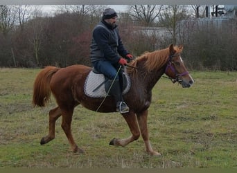 Altre razze, Giumenta, 7 Anni, 147 cm, Sauro