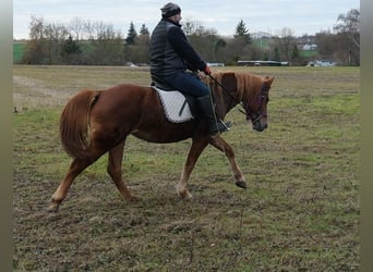 Altre razze, Giumenta, 7 Anni, 147 cm, Sauro