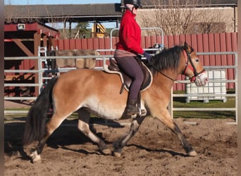 Altre razze Mix, Giumenta, 7 Anni, 149 cm, Baio chiaro