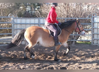 Altre razze Mix, Giumenta, 7 Anni, 149 cm, Baio chiaro