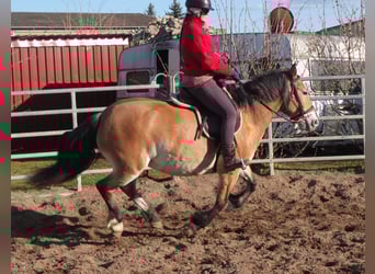 Altre razze Mix, Giumenta, 7 Anni, 149 cm, Baio chiaro