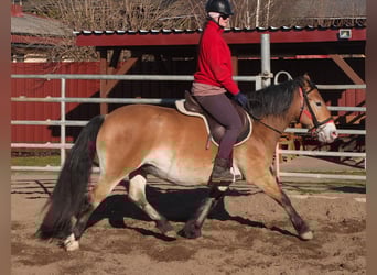 Altre razze Mix, Giumenta, 7 Anni, 149 cm, Baio chiaro