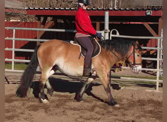 Altre razze Mix, Giumenta, 7 Anni, 149 cm, Baio chiaro