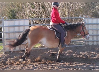 Altre razze Mix, Giumenta, 7 Anni, 149 cm, Baio chiaro