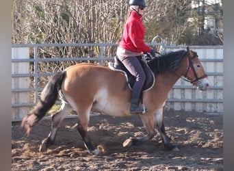 Altre razze Mix, Giumenta, 7 Anni, 149 cm, Baio chiaro